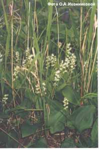 Майник двулистный - Maianthemum bifolium