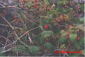 Малина сахалинская - Rubus sachalinensis
