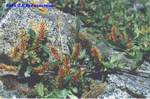 Полярная ива - Salix polaris