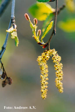 "Сережки" - цветы Dushekia fruticosa