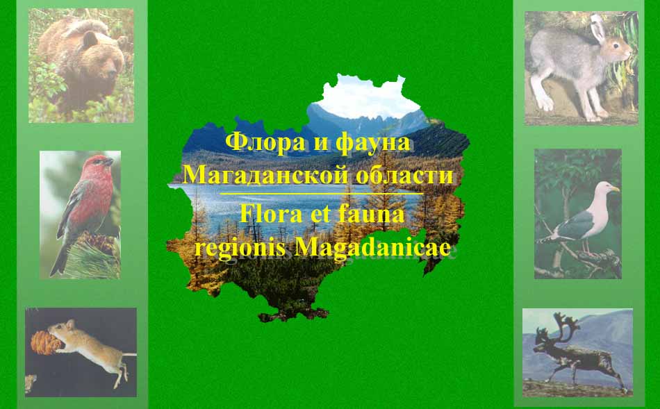 Добро пожаловать на сайт "Флора и фауна Магаданской области" !