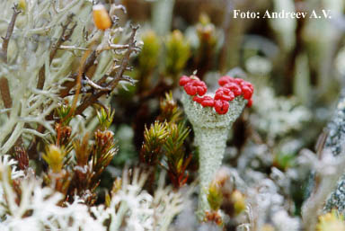 Cladonia sp.