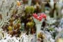 cladonia sp.jpg