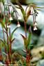 epilobium palustre.jpg