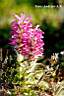 pedicularis lanata.jpg