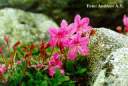 rhododendron redowskianum.jpg