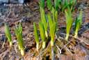 veratrum albiflorum.jpg