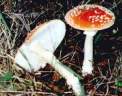 amanita_muscaria_1.jpg