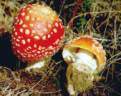 amanita_muscaria_2.jpg