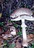 amanita_rubescens.jpg