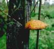 pholiota_aurivella_3.jpg