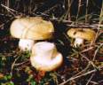 russula_claroflata.jpg