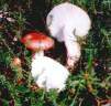 russula_emetica.jpg