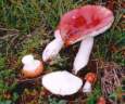 russula_paludosa.jpg