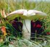 russula_paludosa_1.jpg