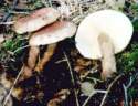 tricholoma_flarobrunneum.jpg