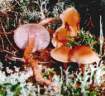 zaccaria_bicolor_1.jpg
